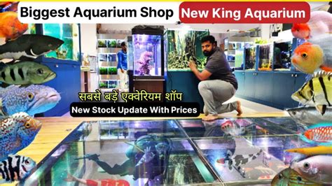 Best Place for Buy Aquarium Fish Online in Bangalore.